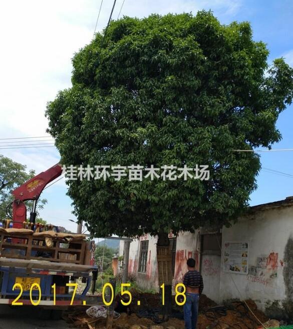 批发１８－２０公分桂花树