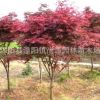 园林绿化苗木树苗 庭院植物 日本红枫苗 红丝带红枫树苗 量大优惠