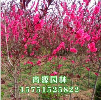 碧桃 紫叶碧桃 红叶碧桃 红叶桃 彩色风景树种类 基地直销