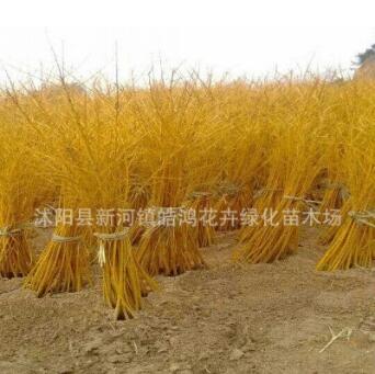 基地直销黄槐 黄金槐 金枝槐 量大从优 金枝槐价格 黄金槐基地图3