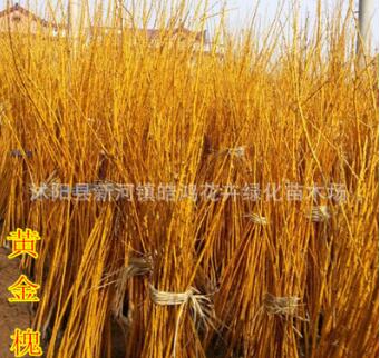 基地直销黄槐 黄金槐 金枝槐 量大从优 金枝槐价格 黄金槐基地图2