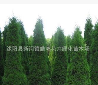 墓地专用松柏树批发 蜀侩 塔柏 塔松 松树 刺柏 地柏图2