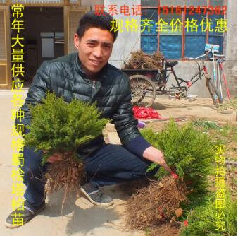 墓地专用松柏树批发 蜀侩 塔柏 塔松 松树 刺柏 地柏图3