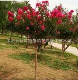 绿化工程苗木 百日红紫薇苗树苗 四川红花紫薇小苗红火箭紫薇图2