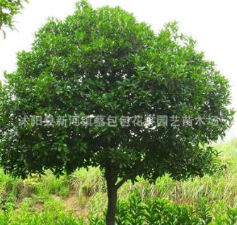 批发桂花树苗庭院观花植物盆栽桂花苗芳香花卉四季桂花 品种齐全