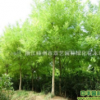 黄金槐、美国红枫、乐昌含笑、广玉兰、红玉兰等苗木