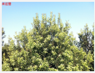 2米以上蓬形杨梅树移栽苗
