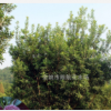 杨梅树实惠、技术支持、存活率高量大价优