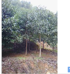 供应荸荠种杨梅4公分