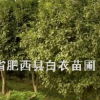 肥西县白衣苗圃常年绿化苗木