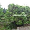 供应桂花树胸径40.45.50.55 广西桂花树
