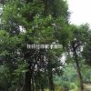 桂林地区提供30-40公分假值樟树