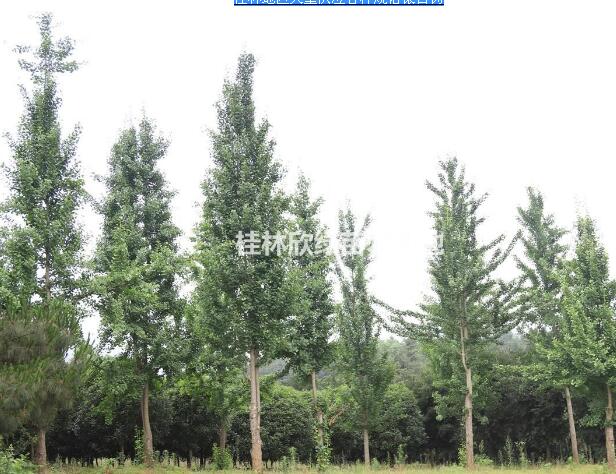 桂林地区大量供应各种规格银杏树