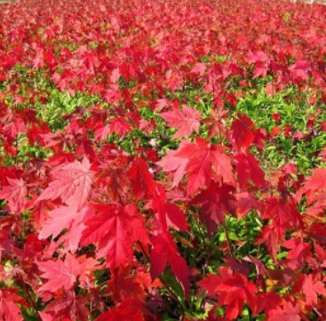 美国红枫秋火焰