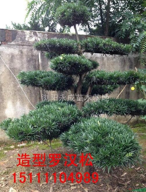 罗汉松，罗汉松价格，罗汉松供应，罗汉松图片，湖南造型罗汉松