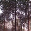 湖南地区优质榉树供应