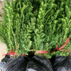南方红豆杉两年半树苗高度30-70cm基地批发价直销供应
