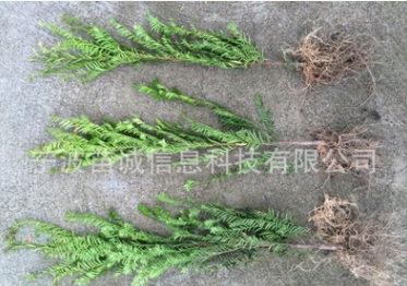 基地直销南方红豆杉3年苗高度70-110cm 精品树苗品种纯正成活率高 举报