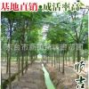 东台顺吉苗圃供应黄山栾树 环保多用途工程园林绿化树 量大从优