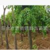 东台顺吉苗圃供应绿化苗木 珍贵防噪防尘高大绿荫浓密榉树