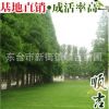 东台顺吉苗圃供应水杉树苗水杉绿化苗耐水湿速生水杉苗