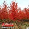 美国红枫 红枫树 日本红枫 街道行道种植 四季红秋品种全