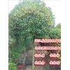 四川桂花 四川高杆桂花
