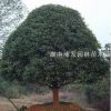 湖南桂花-金桂基地-精品桂花树-桂花小苗