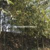 湖南地区大量供应6-10公分朴树