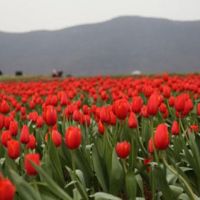 合巢经开区郁金香高地景区主题雕塑工程项目公开招标(定点抽签)公告