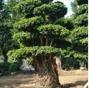 沙西造型小叶榕桩头