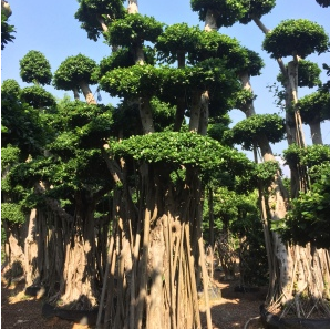 四川造型小叶榕桩头