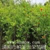 花石榴基地花石榴价格湖南花石榴