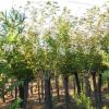 湖南樱花、日本樱花、早樱介绍