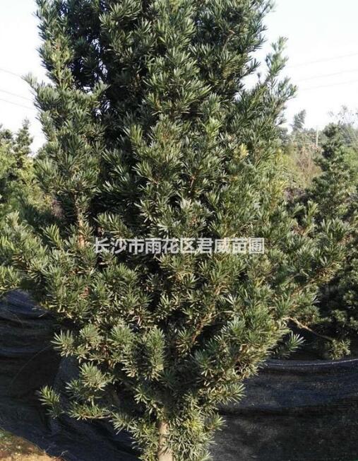 君威苗圃长期供应湖南造型罗汉松,罗汉松树,自然罗汉松.