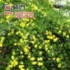 批发黄馨小苗 庭院绿化爬藤植物 迎春花苗金腰带