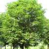 供应香樟树，香樟树木工程，货源充足，量大从优