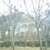 红枫