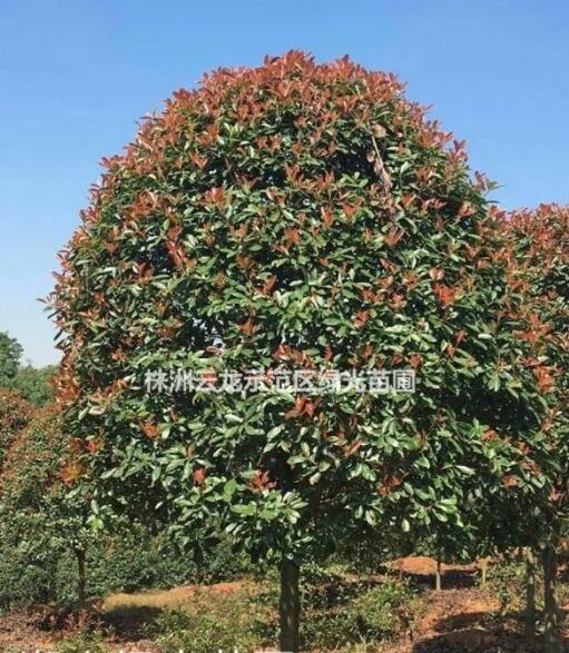 湖南精品高杆红叶石楠,精修剪高杆红叶石楠