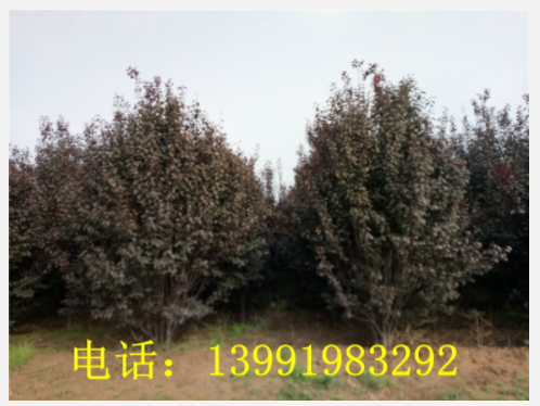 3米高丛生红叶李精品苗3000棵