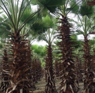 老人葵杆高2-7米批发华盛顿棕榈价格便宜