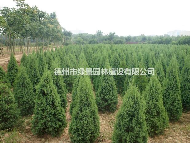 [供应]白蜡-胸径3-15cm，量大质优，欢迎洽谈！