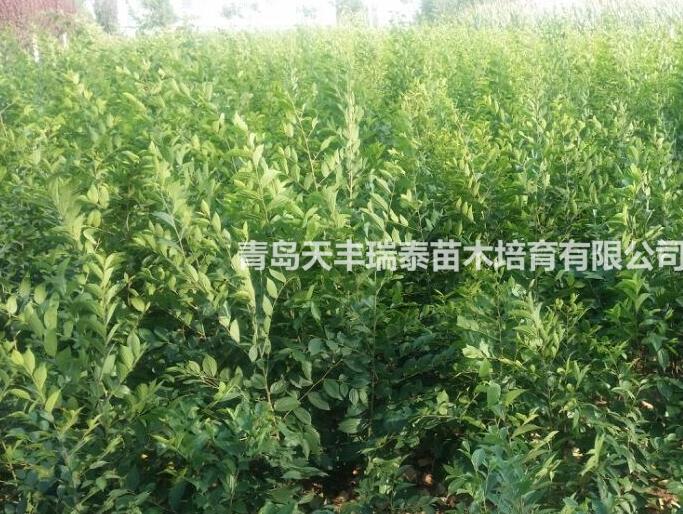 大量供应优质小叶朴树苗