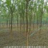 菏泽供应大量5到7公分速生国槐