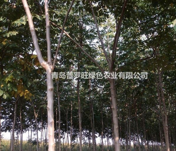 青岛供应 南栾 栾树 黄山栾，5~7公分，6年树龄