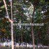 青岛供应 南栾 栾树 黄山栾，5~7公分，6年树龄