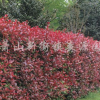 红叶石楠绿篱