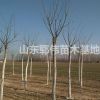 山东菏泽市郓城金叶槐