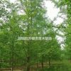 专供山东银杏 专供江苏银杏 专供郯城银杏 专供邳州银杏