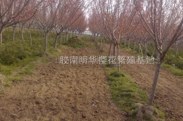 山东樱花基地,东青岛明华樱花苗木基地